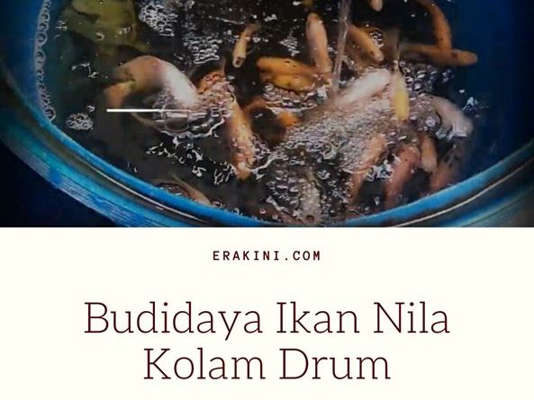 budidaya ikan nila dalam drum
