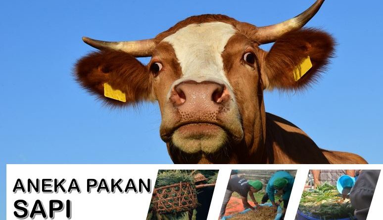 Jenis Pakan sapi