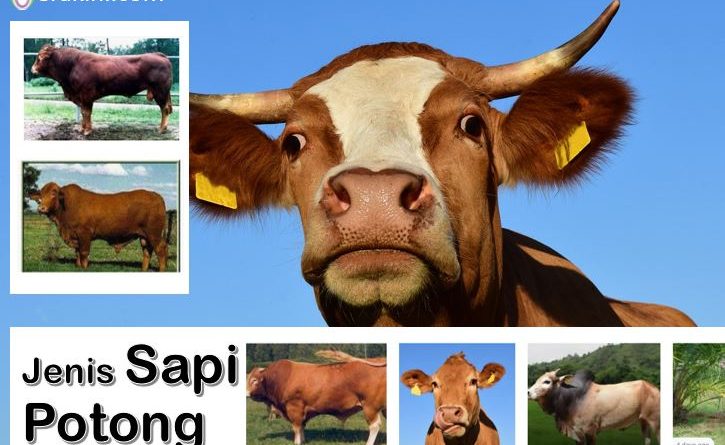 Jenis Sapi Potong