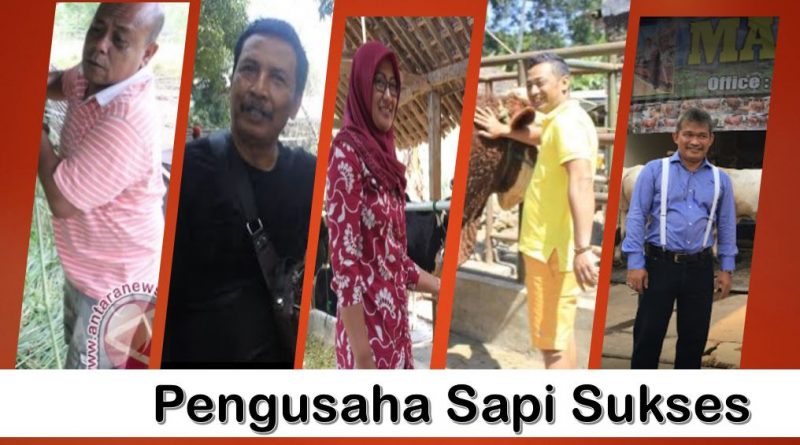 Pengusaha sapi erakini