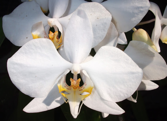 20 Jenis Bunga Anggrek Khas Indonesia Ini Cocok Untuk Budidaya Wikimedan Com