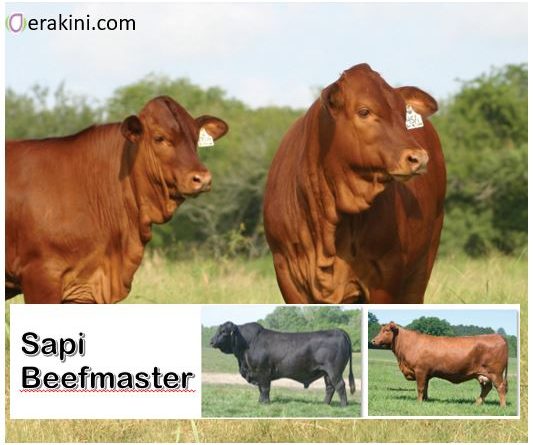 sapi beefmaster