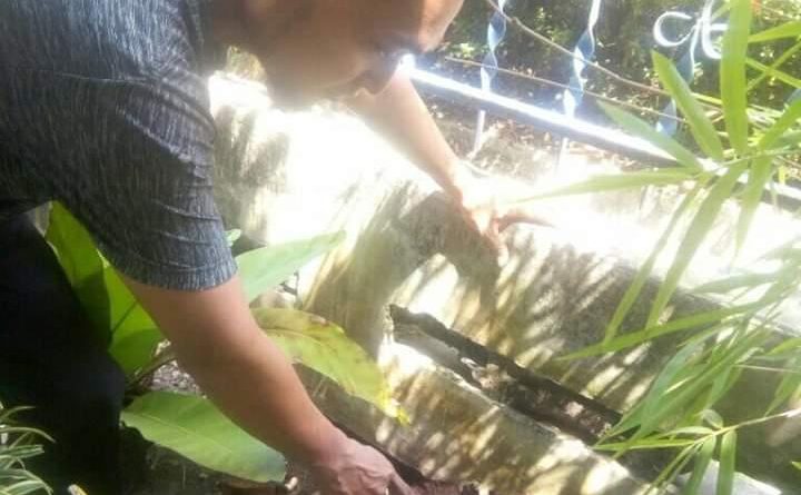 Menajubkan, Bunga Bangkai Muncul Di Gampong Blang Paseh