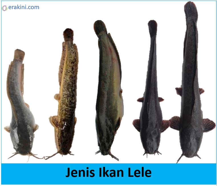 Jenis Jenis Ikan Lele Di Indonesia Ada