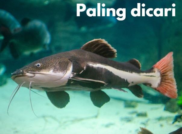 Lele hias paling dicari