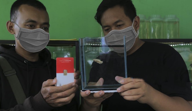 Ikan cupang super gold yang ditukar dengan emas batangan