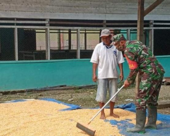 Sertu Syamsuardi Dampingi Petani Jagung Jemur Hasil Panen