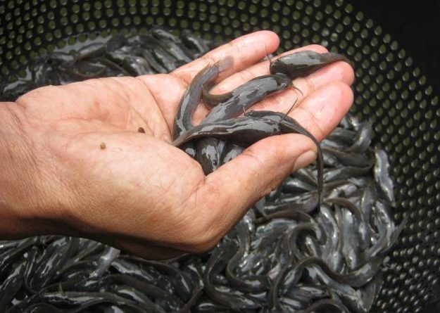 Ciri Bibit Ikan Lele Berkualitas Baik