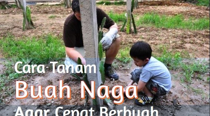 9 Langkah Menanam Buah Naga Cepat Berbuah dan Panjang Umur