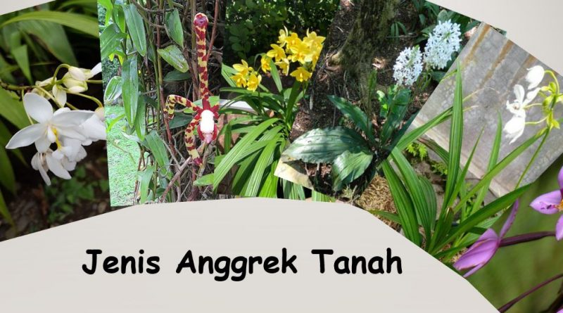 Jenis Anggrek tanah