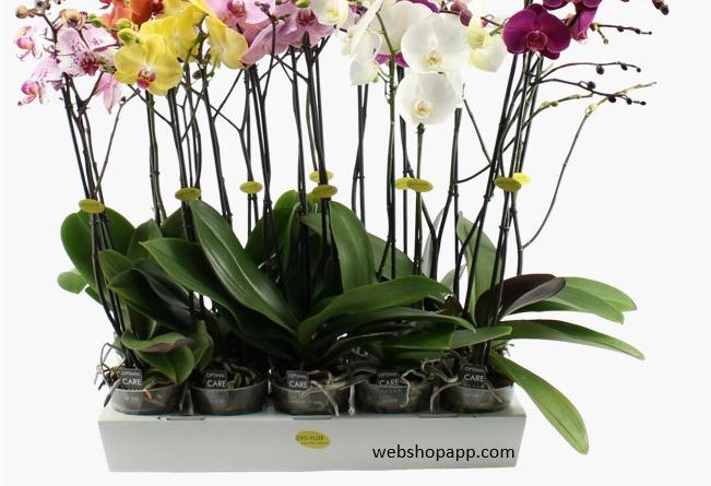 Jenis jenis anggrek bulan