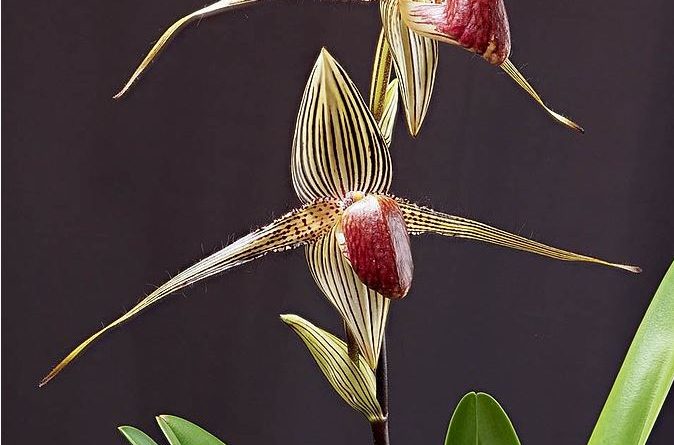 Anggrek Termahal di Dunia