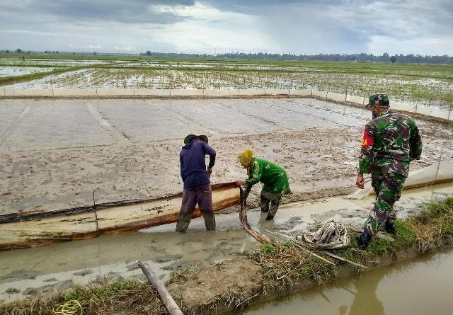 Babinsa 21/Madat Bantu Petani Tabur Benih Padi