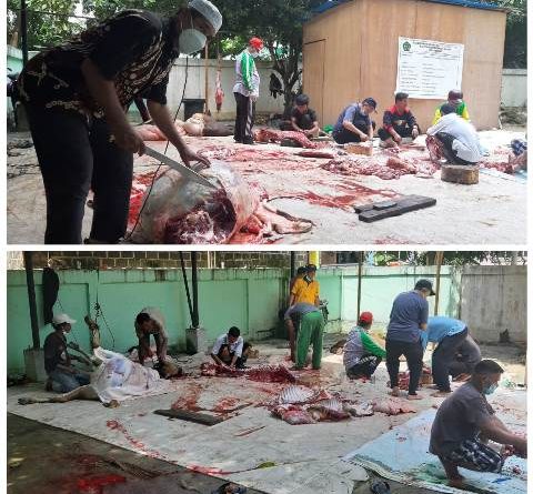 Pegawai Kamenag Batam Sembelih 5 Ekor Sapi dan 3 Hewan Kambing Dalam Idul Adha 1424 H.