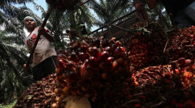 Siap siap Harga Sawit Bakal Melejit