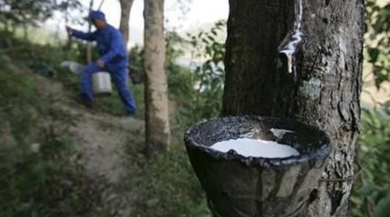 Harga Karet Melesat