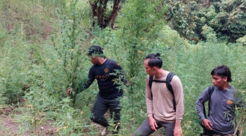 Polisi Temukan 2 Hektare Ladang Ganja di Pegunungan Tor Mangompang