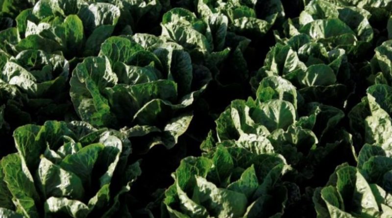 Inilah 7 Lalapan Penurun Kolesterol