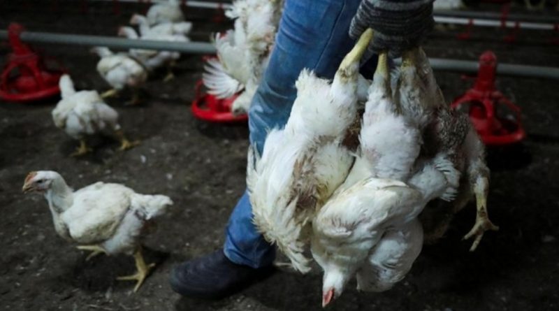 Singapura Krisis Pasokan Ayam