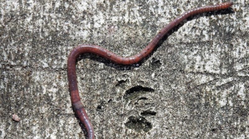 Hujan Cacing di China Viral