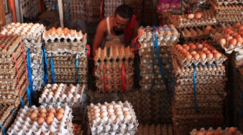 Bisnis Telur Ayam