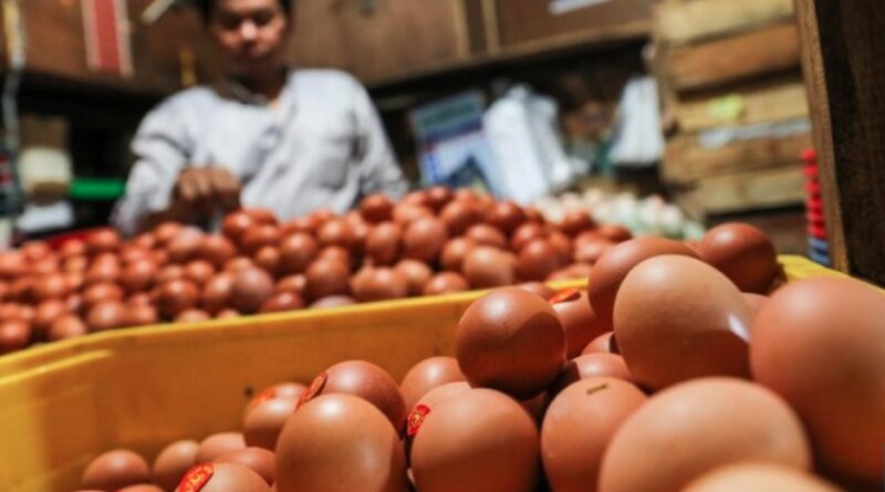 Harga Telur Ayam Terbang Tembus Rp37.000