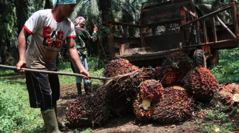 Pengusaha Sawit Makin Pusing