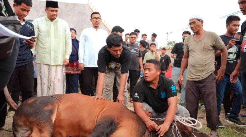 Bobby Nasution Kurban 2 Ekor Sapi