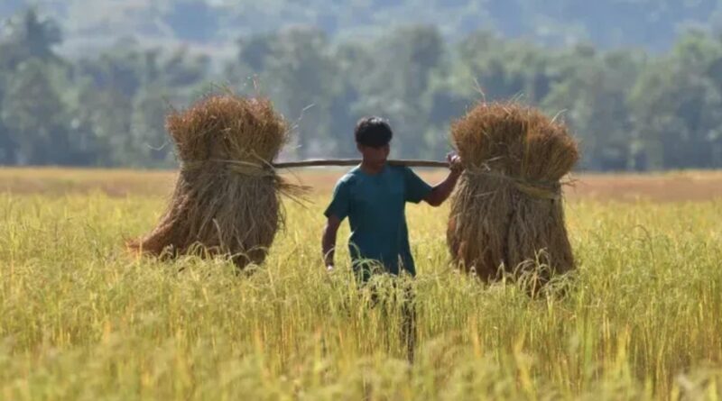India Jadi Raja Beras Dunia