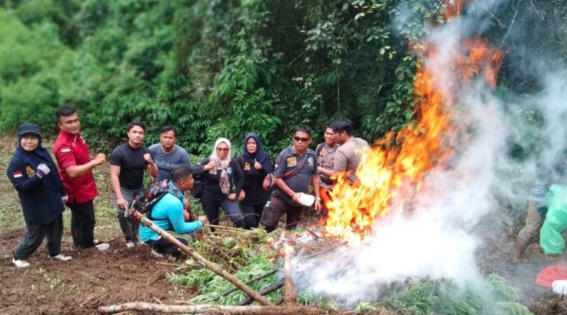 Ladang Ganja di Perbukitan Tor Sihite