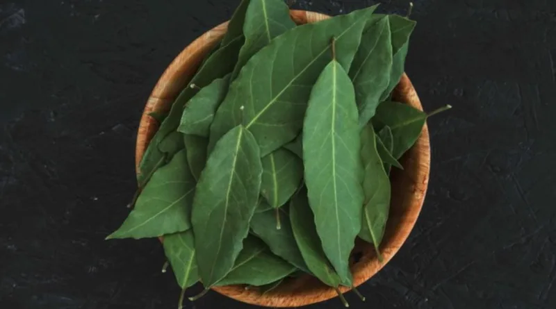 6 Rebusan Daun Untuk Sembuhkan Kolestrol