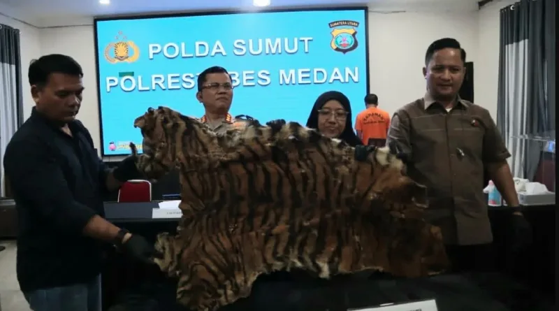 Polrestabes Medan tangkap dua penjual kulit harimau sumatera