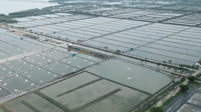 Jokowi Bareng Trenggono Resmikan Tambak Ikan Nila di Karawang Hari ini