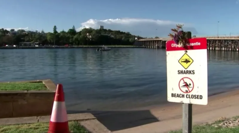 Heboh Hiu Positif Kokain di Brazil