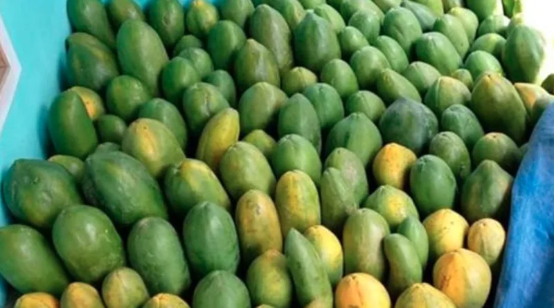 10 Makanan yang Tidak Boleh Dikonsumsi Bareng Pepaya